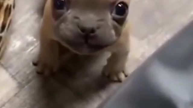 Super funny pug,😃 try not to laugh