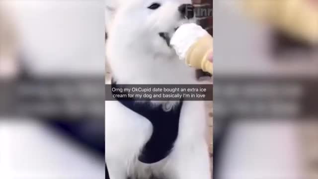 Cute Dog plays with his boss.