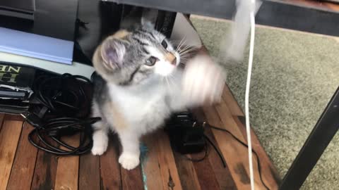 A Playful Cute Kitten