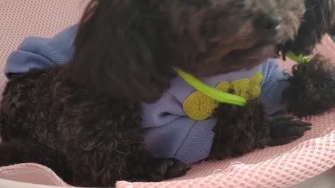 puppy