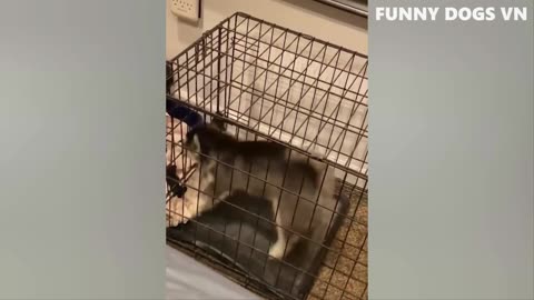 Funniest Dogs And Cats 🐱🐶 Best Funniest Animals Videos 2023 😍