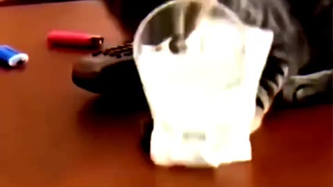 Animal funny videos, dog funny videos, cat funny videos 😂