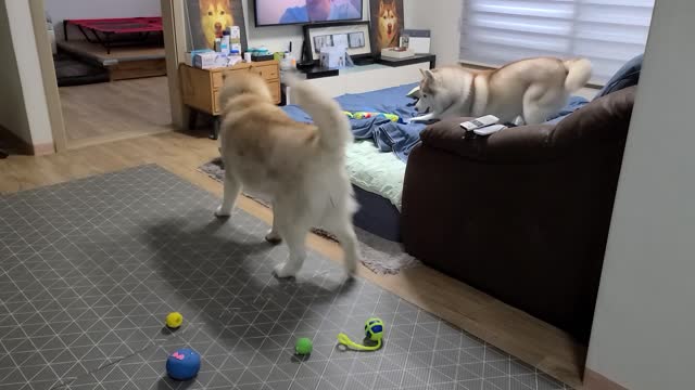 Pets that enjoy playing ball...husky puchitan