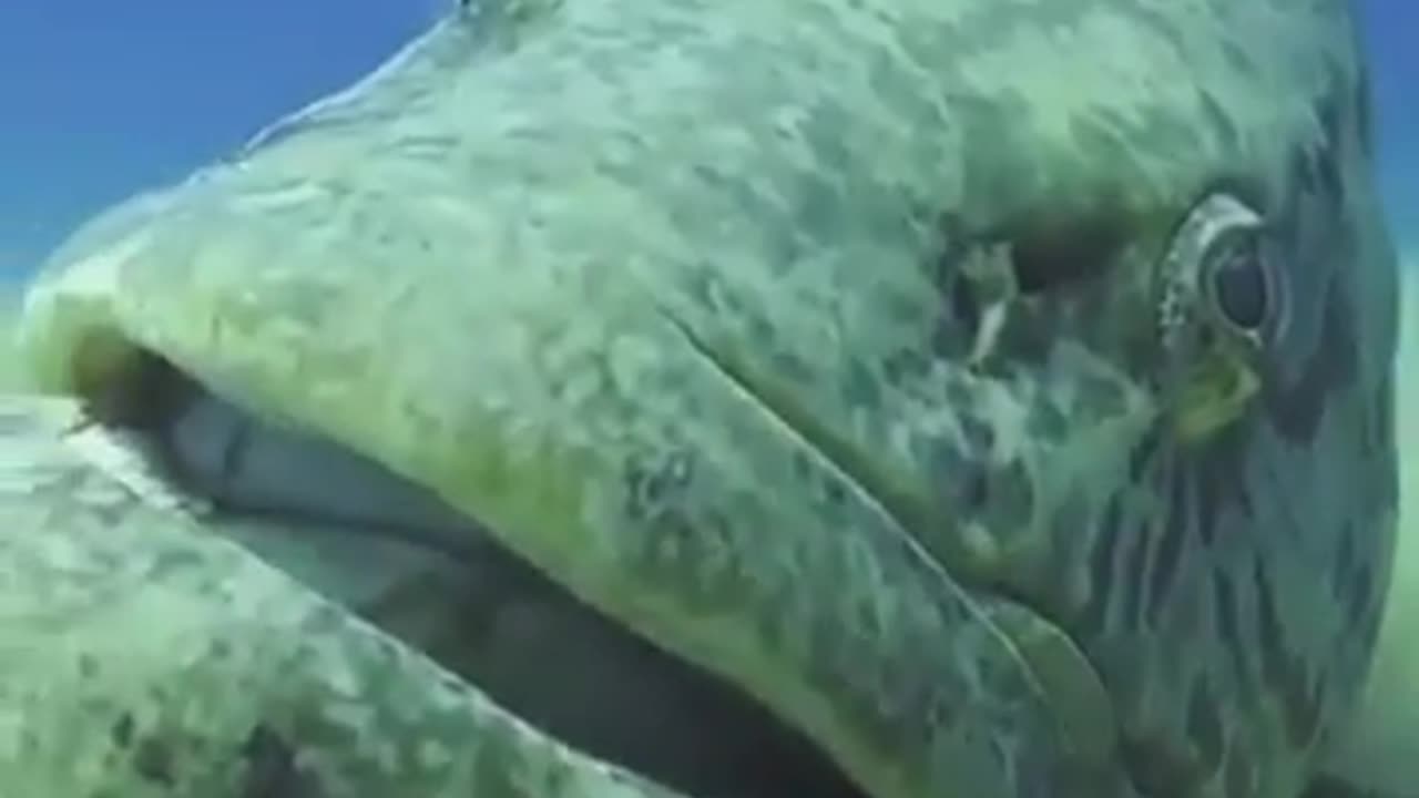 Giant Grouper Fish #shorts #viral #shortsvideo #video