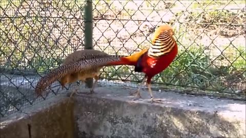 Beautiful Golden Pheasants and Wading Birds