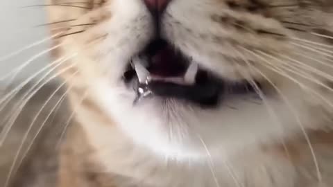 Beautiful cat today clip