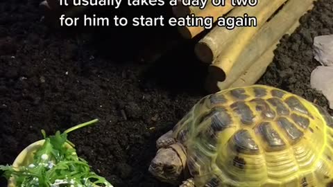 When I first met my neighbours they said their tortoise was in the fridge for winter