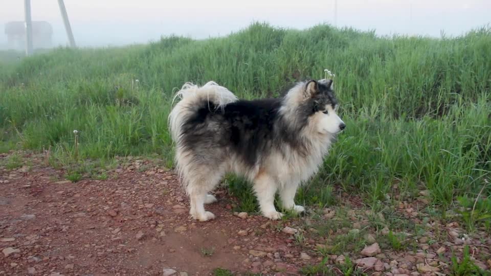 chien dans le bosquet