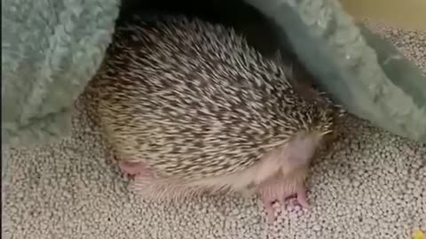 Little Baby