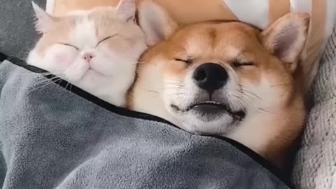 Friends dog and cat