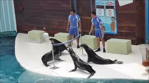 Four sea lions are playing volleyball.