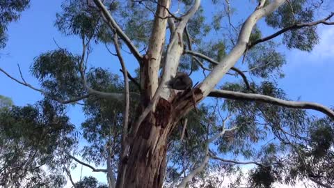 Sleepy, Cold Koala