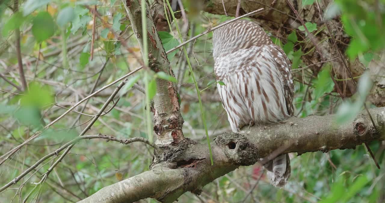 Barred Owl and a Blackberry leaf