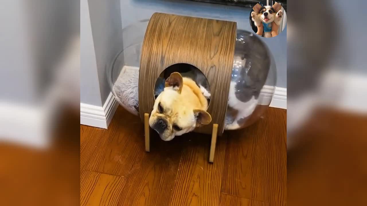 cat and dot are best friend