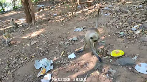 New Funist Munkey Video. New Funny Cute Munkey Video.