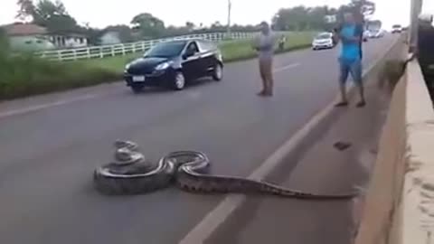 Anaconda crossing terrifying highway in Brazil