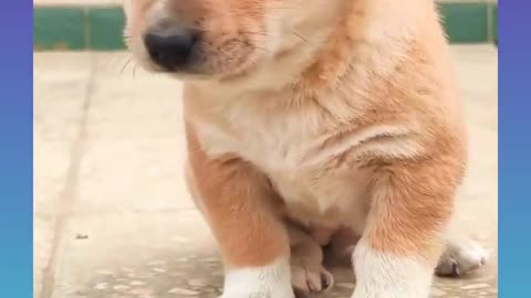 Cute and funny Dog 42