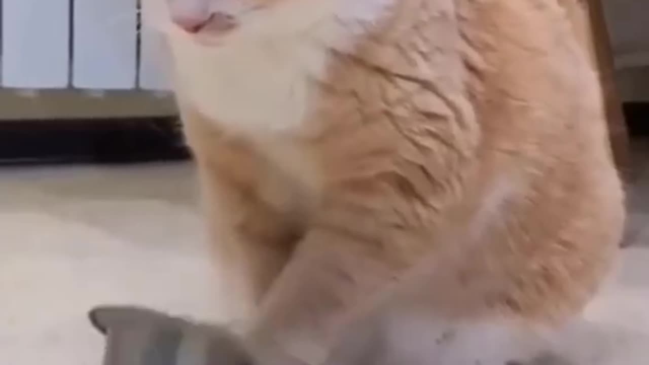 Funny pets video