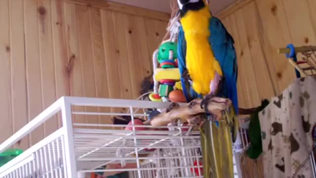 Parrot nonstop talking SHOCK! Funny