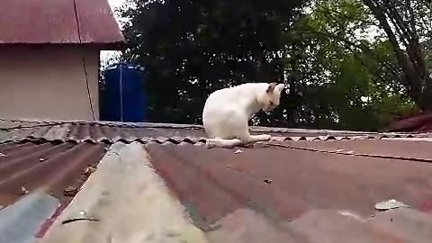 Cute white cat is sitting on hospital building