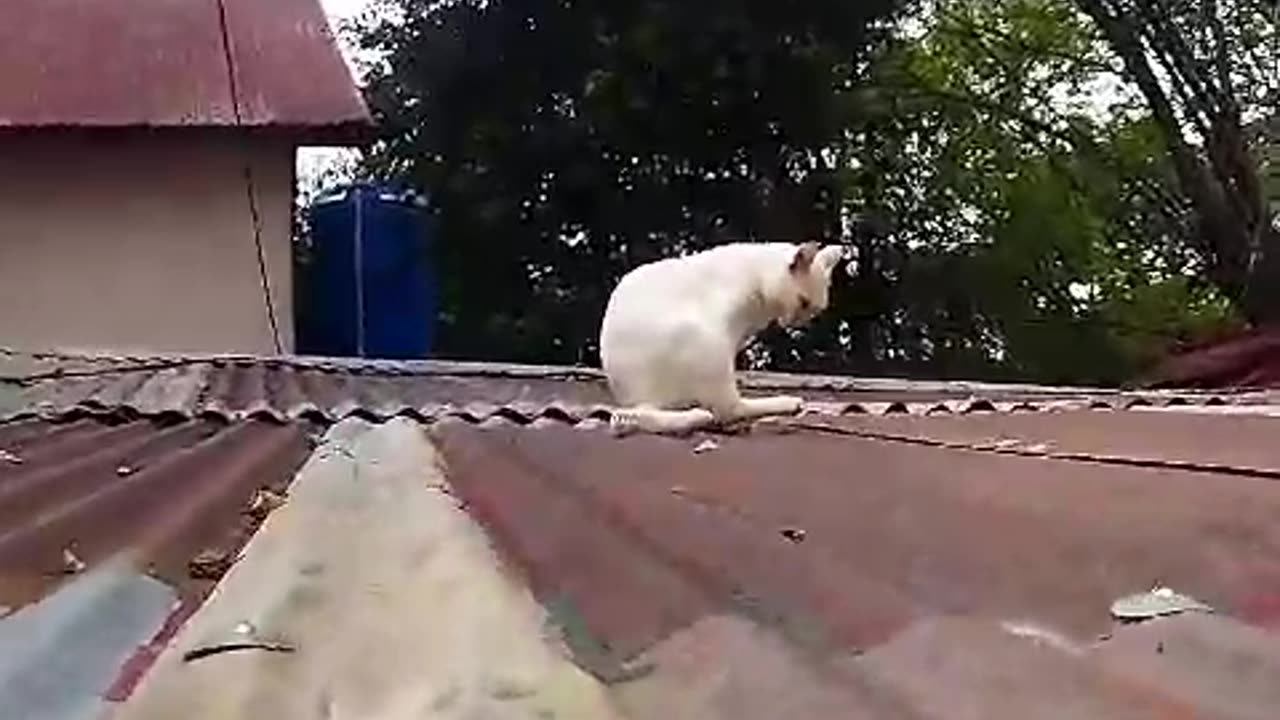 Cute white cat is sitting on hospital building