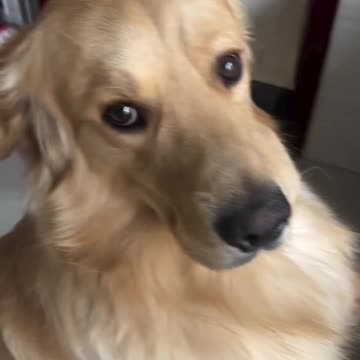 The coverup is always worse than the actual crime