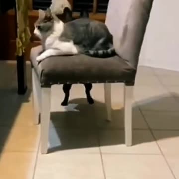 Cats night out 😂😂