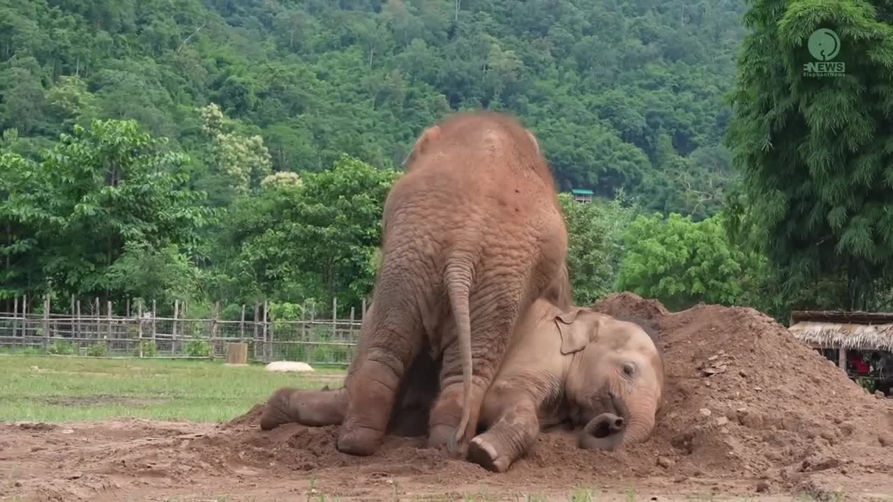 Cute Baby Elephant Pyi Mai Doesn't Want Her Playmate Take A Nap - ElephantNews