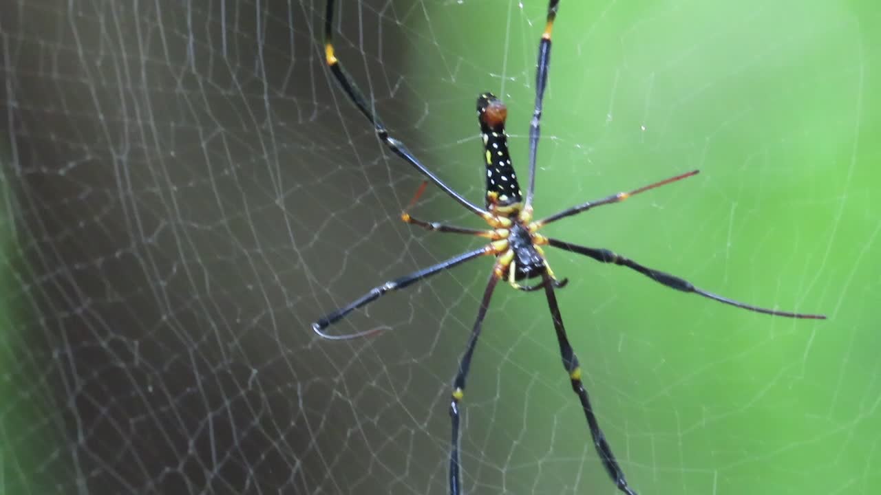 Amazing spider baffles