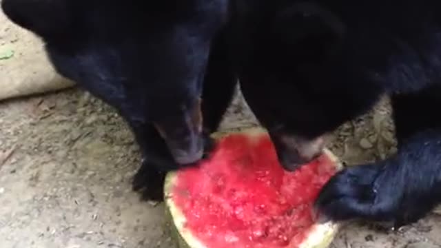 Black Bear Cubs Like Watermelon!