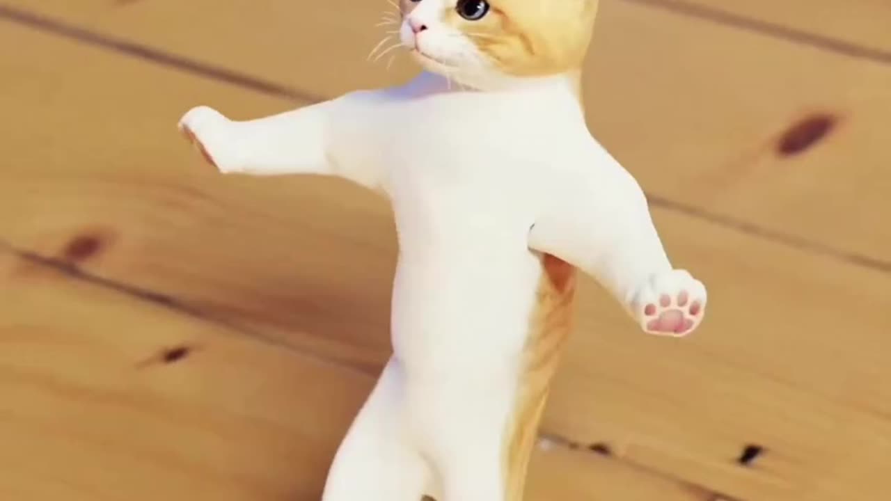 Funny cat dancing