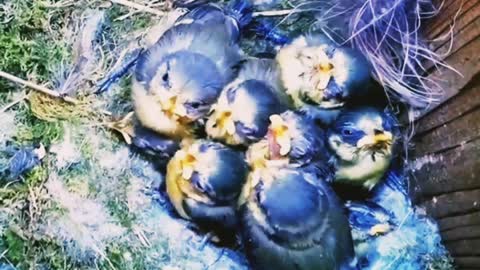 The Bird Born Life!