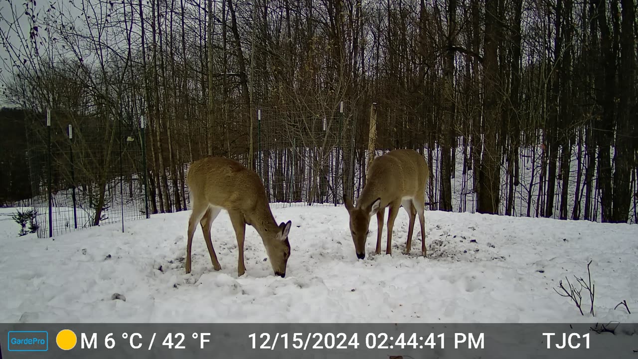 Deer Wagging Tail