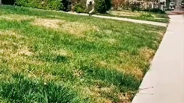 Funny collection of dogs, dedicated to unhappy,