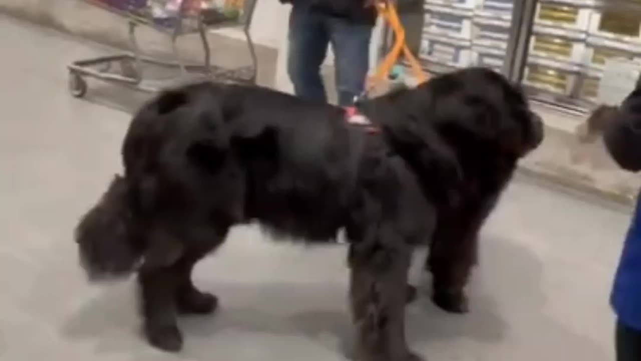 Newfoundland Dog so Cute at Costco Canada _ cutest-pet _ bigdog friendlydogs _short _newfoundlanddog