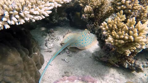 Strange Fish