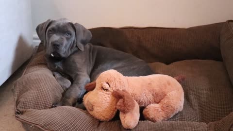 CANE CORSO PUPPY BRAVES WATER FOR THE FIRST TIME!!