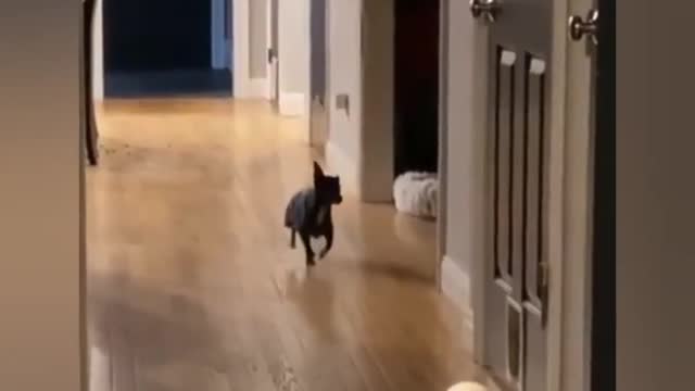 Dog Dancing