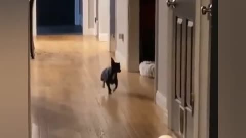 Dog Dancing