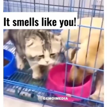 Ninja cat , Funny cat , Savage cat