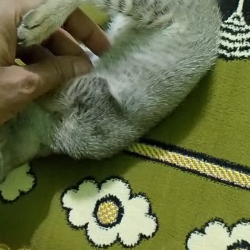 Cat playing with me 🐈😻No sound video 🎵✖️🚫