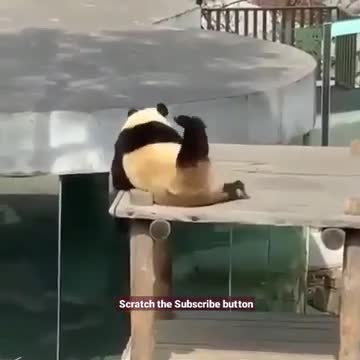 Panda's got no chill. ( Itching 🐼 )