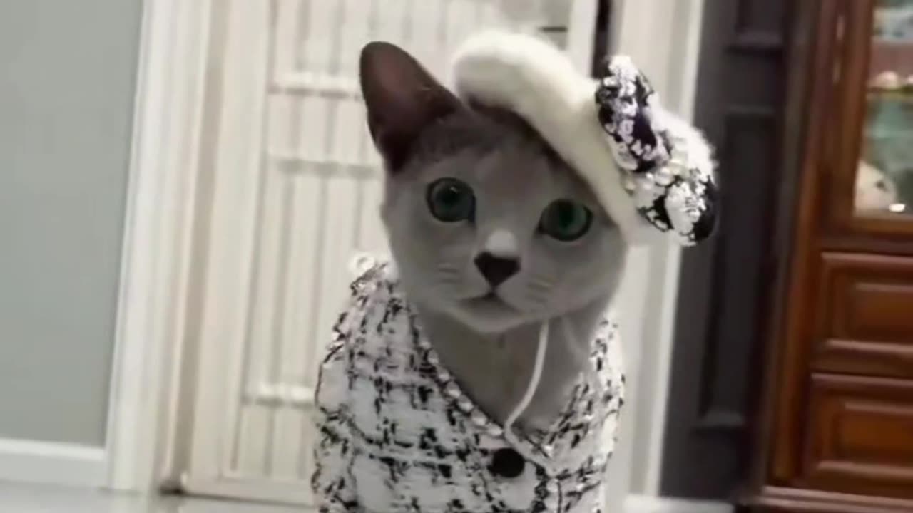 Funny cat video