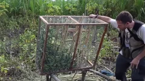 Animals bought and released back to the forest