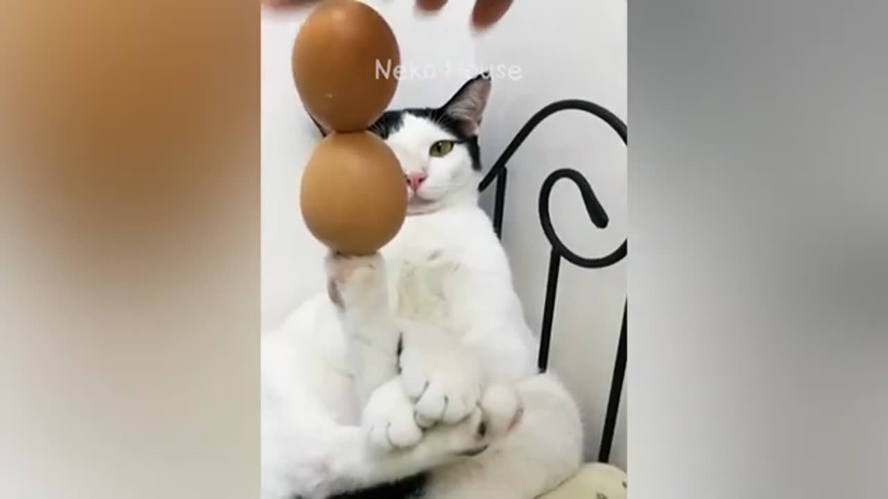 New funny video animation cat and dog very funny###πΆπ±