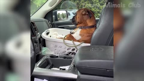 Funny Animal Videos 2022 😂