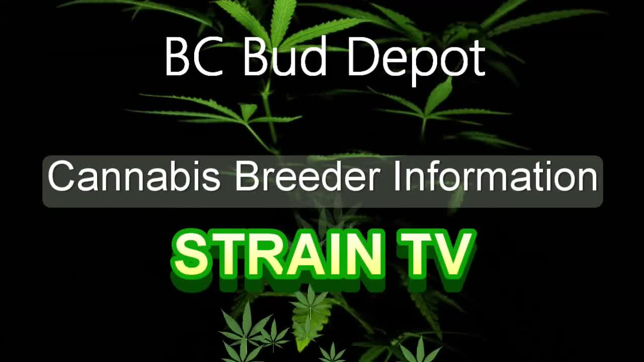 BC Bud Depot - Cannabis Strain Series - STRAIN TV