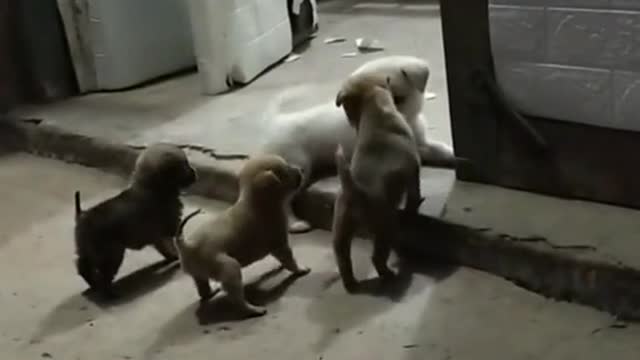 Cute Puppies