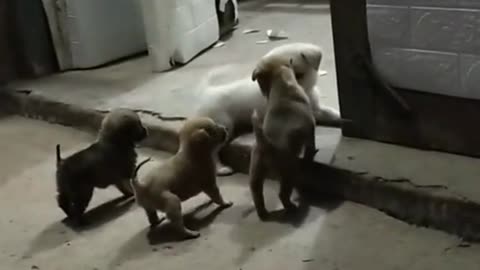 Cute Puppies