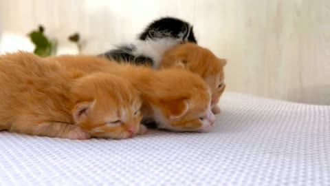 group of cute kittens